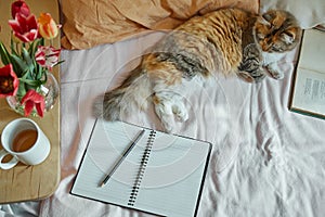 Ginger, tricolor cat relaxing on in the bed. Cozy concept