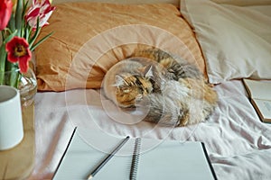 Ginger, tricolor cat relaxing on in the bed. Cozy concept