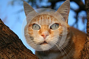 Ginger Tubby in Tree