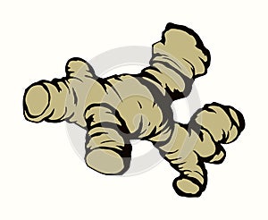 Ginger. Vector drawing food object photo
