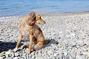 Ginger wet dog sitting on pebble beach and looking towards