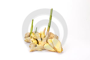 The ginger on white background Ginger is an annual plant. With underground rhizomes The outer shell is yellowish brown. The meat