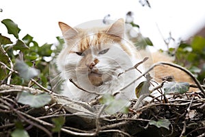 Ginger and white cat