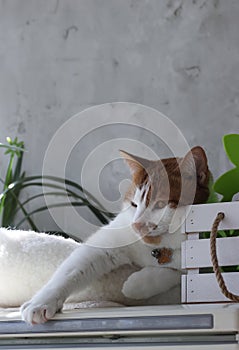 A ginger and white cat in a bed, stretching a paw forward. Thoughtful expression.