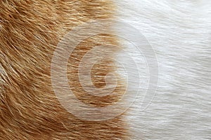 Ginger and white cat fur texture background.