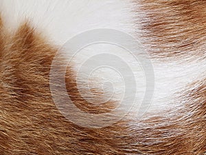 Ginger and white cat fur texture background.