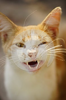 Ginger white cat growls with showing teeth