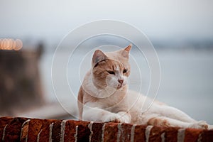 Ginger and white cat lying  on a wall top at El Morro citadel, San Juan,  Puerto-Rico