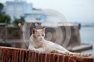 Ginger and white cat lying  on a wall top at El Morro citadel, San Juan,  Puerto-Rico