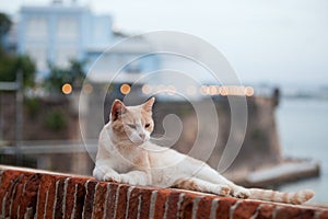 Ginger and white cat lying  on a wall top at El Morro citadel, San Juan,  Puerto-Rico