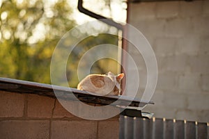 Ginger white cat relaxed on the rural roof