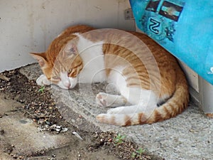 Ginger and White Cat Resting Outdoors