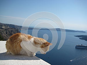 Ginger and white cat seeing off the tourists in Santorini, Greece