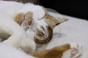 Ginger and white cat sleeping on its side, close-up.