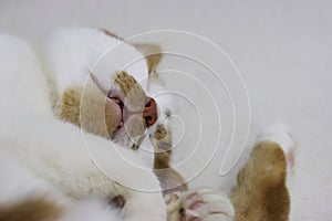 Ginger and white cat sleeping on its side, close-up.