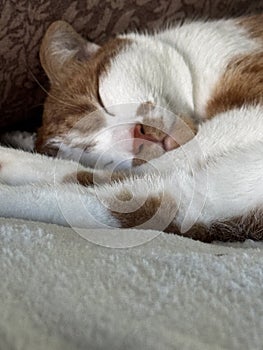 A ginger and white cat sleeping on its side with paws stretched out.