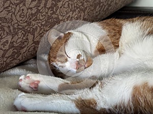A ginger and white cat sleeping on its side with paws stretched out.