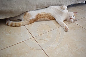 Ginger and white cat sleeping upside down under the sofa with lots of cats scratches at home.