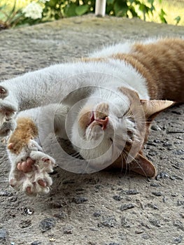 A ginger and white cat stretching after sleep.