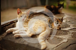 Ginger white cat and tricolor kitten are resting in a summer garden