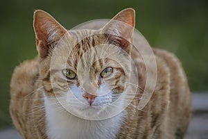 Ginger and white cat, with upright ears and big eyes, staring at camera