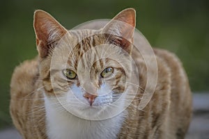 Jengibre a blanco gato vertical orejas a el gran ojos fijado sobre el 