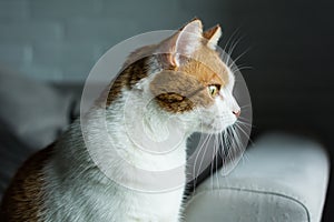 Jengibre a blanco gato seguimiento algo interés 