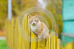 Cat on the wooden fence in Chukhloma