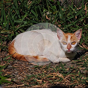 Ginger and white feral cat with ginger eyes