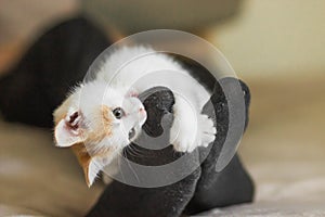 Ginger and white kitten playing with the owner's legs on the bed. Kitten attacks and bites the man's leg in