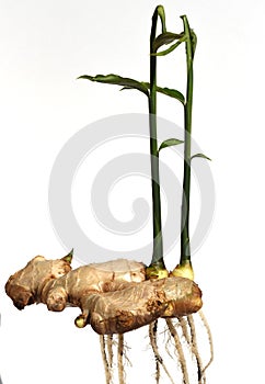 Ginger  Zingiber officinale