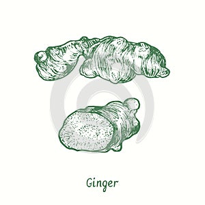 Ginger (Zingiber officinale) root and cut slice. Ink black and white doodle drawing