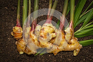 Ginger Zingiber officinale roots on ground