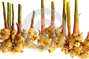 Ginger Zingiber officinale roots on white background