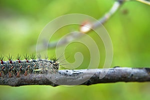 Gingerbread gipsy moth caterpillar