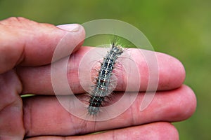 Gingerbread gipsy moth caterpillar