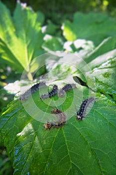 Gingerbread gipsy moth caterpillar