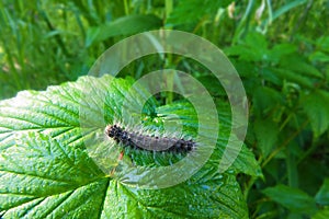 Gingerbread gipsy moth caterpillar