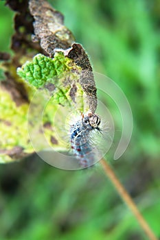 Gingerbread gipsy moth caterpillar