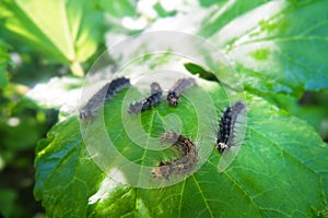 Gingerbread gipsy moth caterpillar