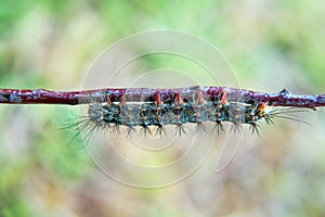 Gingerbread gipsy moth caterpillar