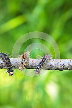 Gingerbread gipsy moth caterpillar