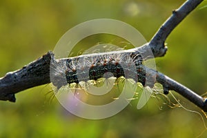 Gingerbread gipsy moth caterpillar