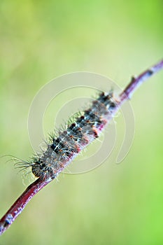 Gingerbread gipsy moth caterpillar