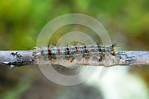 Gingerbread gipsy moth caterpillar