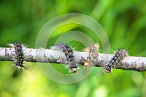 Gingerbread gipsy moth caterpillar