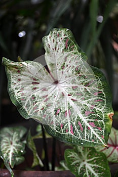 Keladi Gingerland leaf