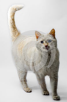 gingerly red cat indignantly looks with blue eyes on a light background