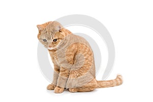 gingerred british male shorthair cat isolated