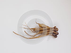 Gingerroot placed on a white background photo